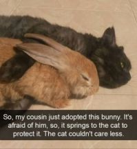 So, my cousin just adopted this bunny. It's afraid of him, so, it ....