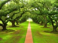 Tree Path