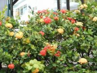 Flowers in the Caribbean