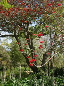 Trees with red flowers