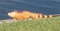 Orange Iguana visiting in my backyard