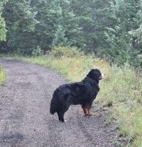Attention on the early morning walk