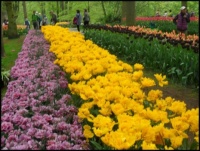 Tulipány v mnoha barvách...  Tulips in many colors ...