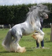 Gypsy Vanner Horse   horse2014.weebly.com