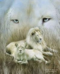 beautiful lions