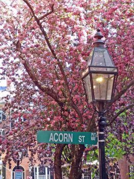 Acorn Street