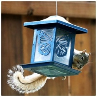 Mr. Squirrel is Busy Stealing the Bird's Food
