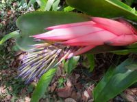 Bromeliad with large flower
