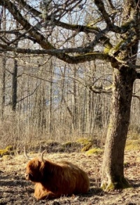 Highland cattle under a tree