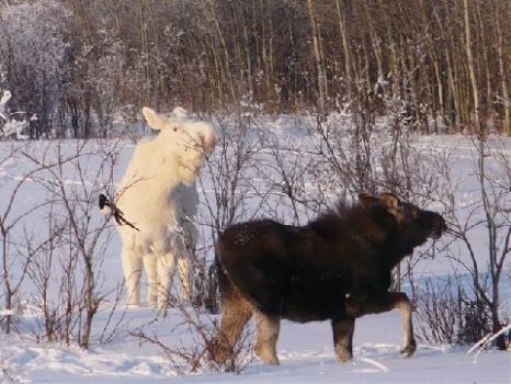 A rare sight, the albino moose...