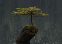 Tree on Fairy Lake--larger