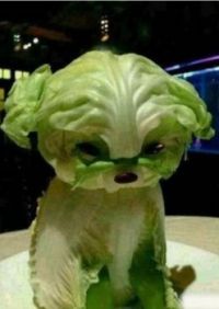 Cabbage Puppy