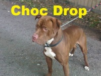 Choc Drop
