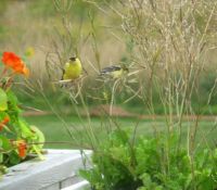goldfinches in PEI