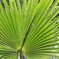 Palme