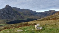 Tryfan with friendly sheep