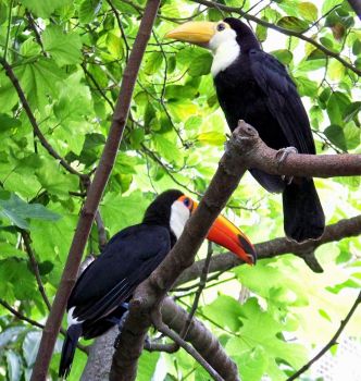 San Diego Zoo - Toucans - Mom & Baby