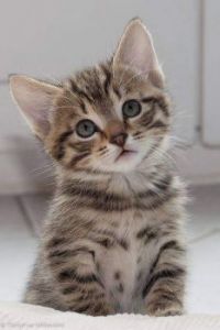 A Beautiful Kitten  :)