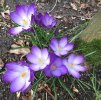Crocus at the foot of the Acer trunk