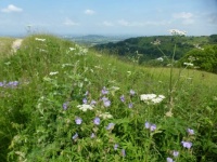 Wild flowers on a hilltop in the Cotswolds