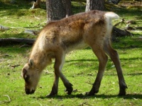 Baby caribou