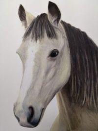 DORA - NZ Pony