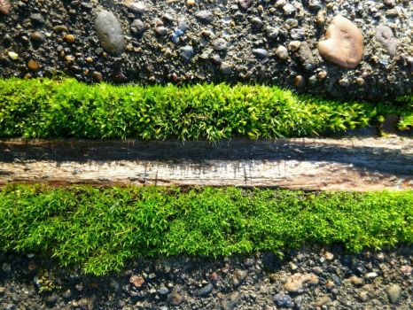 Moss in sidewalk cracks Oregon