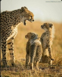 Whoa!!!  After that gazelle, Mom really needs a Tic-Tac, but I'm not sayin' it!