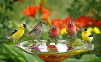 birds at water dish