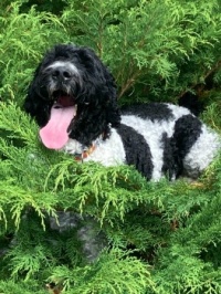 Barley, my very happy Golden Doodle
