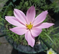 Home sown Cosmos ... Cosmea  ,,,in the front garden