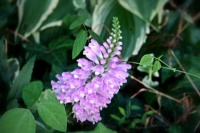 Wild Flower, North Georgia