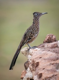 THE REAL ROADRUNNER # 1