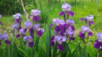 Irises