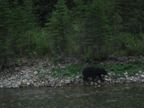 Solve black bear crossing the river, near Red Rock Point, Glacier Nat ...