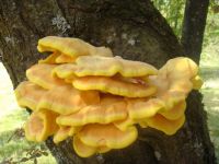 Bracket fungus on tree in Munich Botanical Gardens