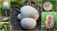 Mushrooms -  Tamarac NWR Small