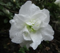 First blossom (of many) on my White Azalea