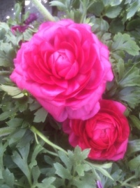 Ranunculus   🇨🇦
