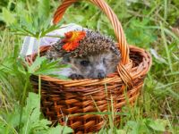 ježek v košíku...Hedgehog in the basket ...