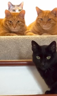 4 cats at top of stairs