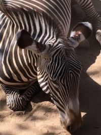 Shadow and Stripes