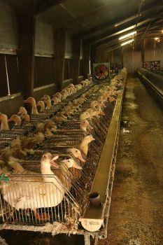 Foie gras goose farm await force feeding.
