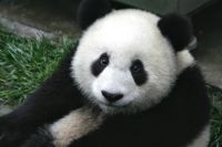 Giant Panda: Too Cute for Words