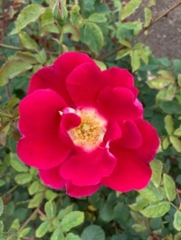 "Red Coat" rose