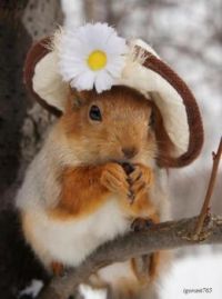 Red squirrel wearing a hat