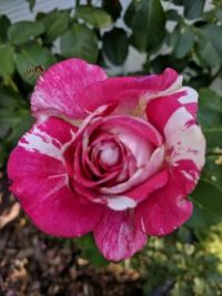 Neil Diamond Rose