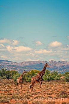 Giraffes near Cape Town, South Africa
