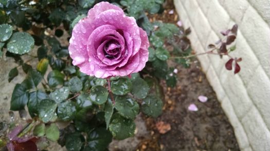 rain on a rose