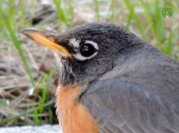 American Robin closeup
